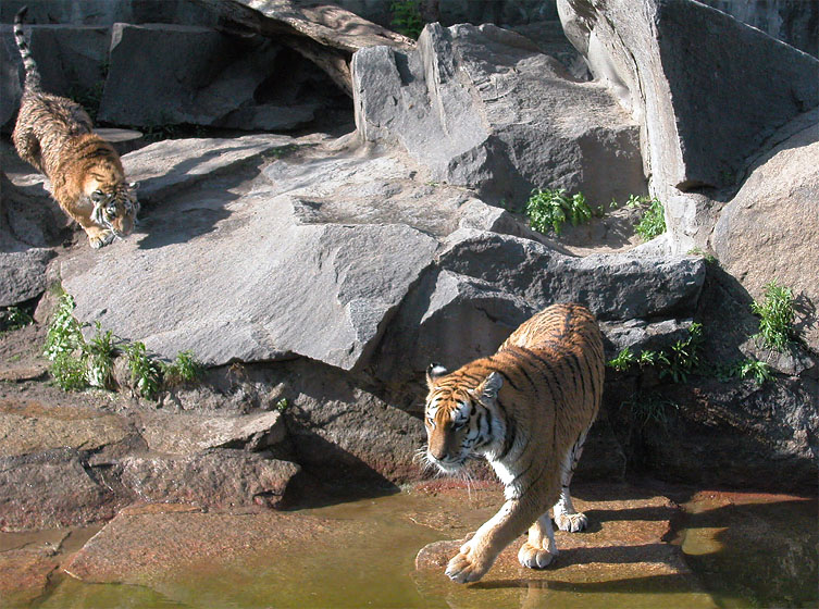 Tierpark Berlin-Friedrichsfelde: Tiger im Freigehege mit Bademöglichkeit 