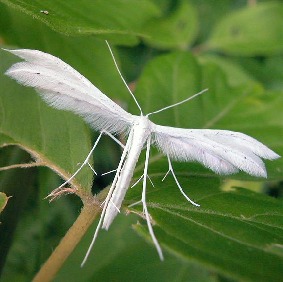 Schlehenfedergeistchen: Pterophorus pentadactylus (Linnaeus, 1758), White Plume Moth