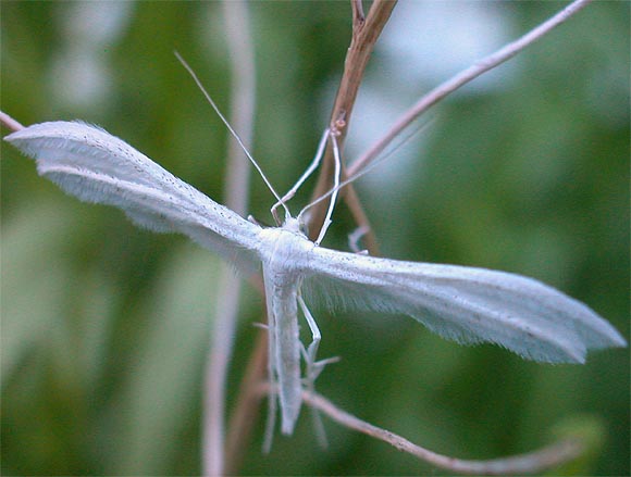 Schlehenfedergeistchen: Pterophorus pentadactylus (Linnaeus, 1758), White Plume Moth
