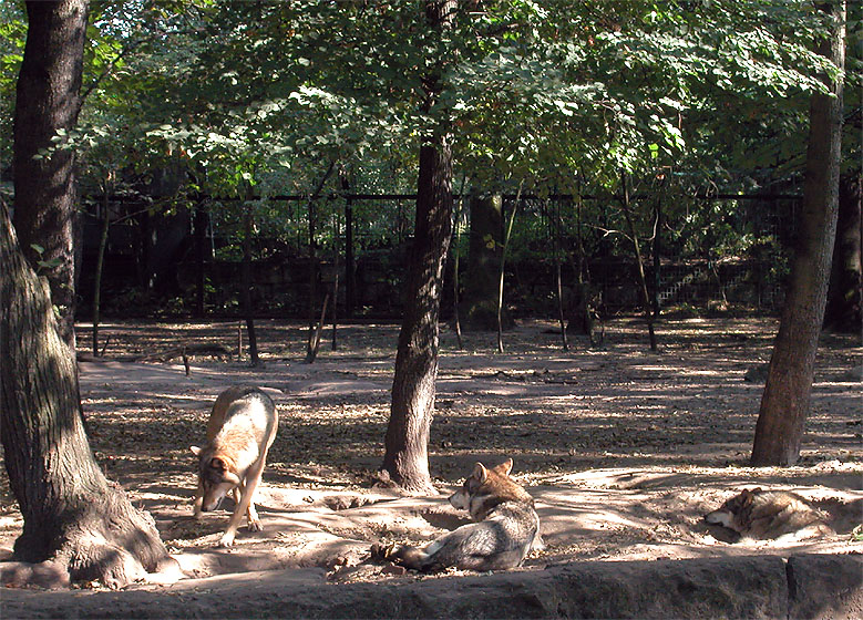 Tierpark Berlin-Friedrichsfelde: W&ouml;lfe