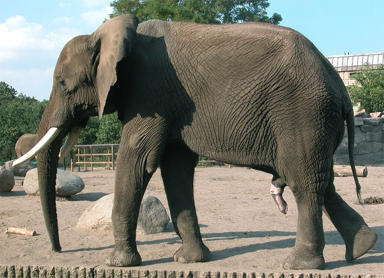 Tierpark Berlin-Friedrichsfelde: Elefantenbulle
