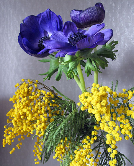 Blumenstrauß. Ginster, gelb, und Anemonen