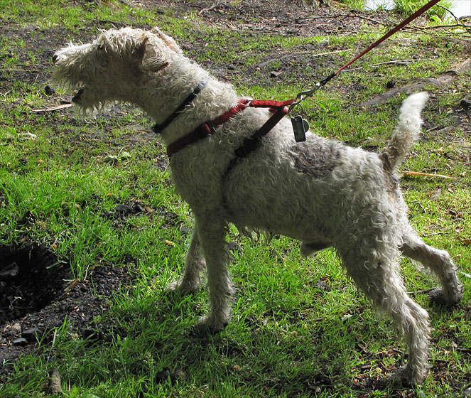 Hund.
