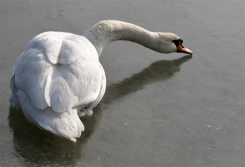 Schwan auf vereistem Teich
