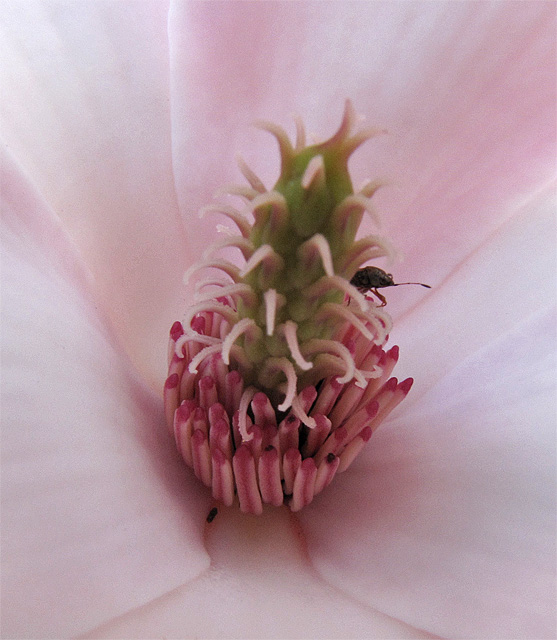 Staubgefäße der Magnolie (Tulpenmagnolie)
