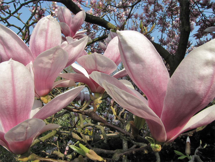 Blüten der Magnolie (Tulpenmagnolie)