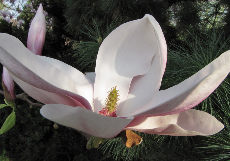 Blüte der Magnolie (Tulpenmagnolie)