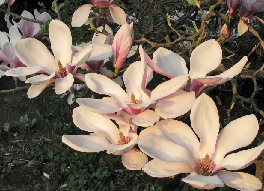 Bl&uuml;te der Magnolie (Tulpenmagnolie) in der Abendsonne