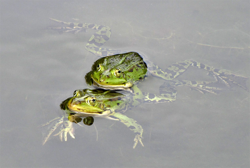 Zwei Wasserfrösche, das Froschweibchen in der Umklammerung durch das Männchen (Amplexus).
