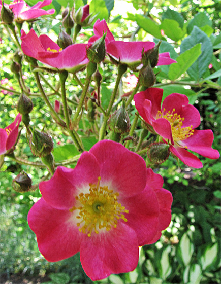 Wildrosenbl&uuml;te