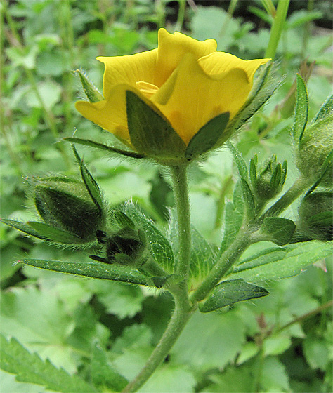 Kleine rose, gelbe Blüte