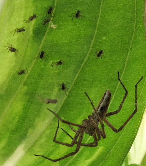 Spinnennest auf einer Hosta: Spinne(Listspinne?) bewacht ihren Nachwuchs.