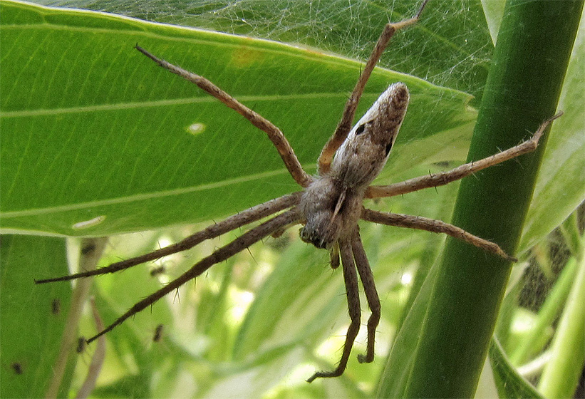 Spinnennest auf einer Hosta: Spinne(Listspinne?) bewacht ihren Nachwuchs.