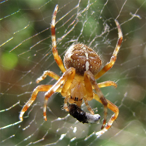 Kreuzspinne mit Beute.
