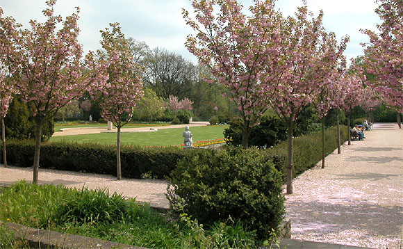 Volkspark Mariendorf: Baumbl&uuml;te