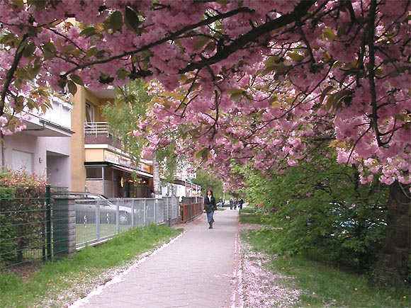 Berlin-Mariendorf, Westphalweg: Baumbl&uuml;te