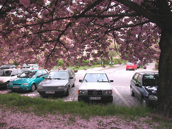 Berlin-Mariendorf, Westphalweg: Baumbl&uuml;te