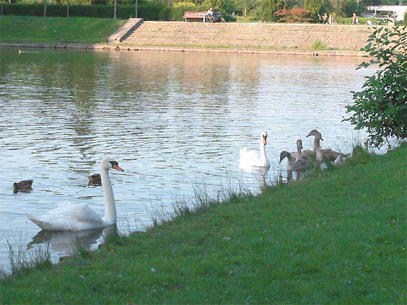 Volkspark Mariendorf, Schw&auml;ne, Jungschw&auml;ne 